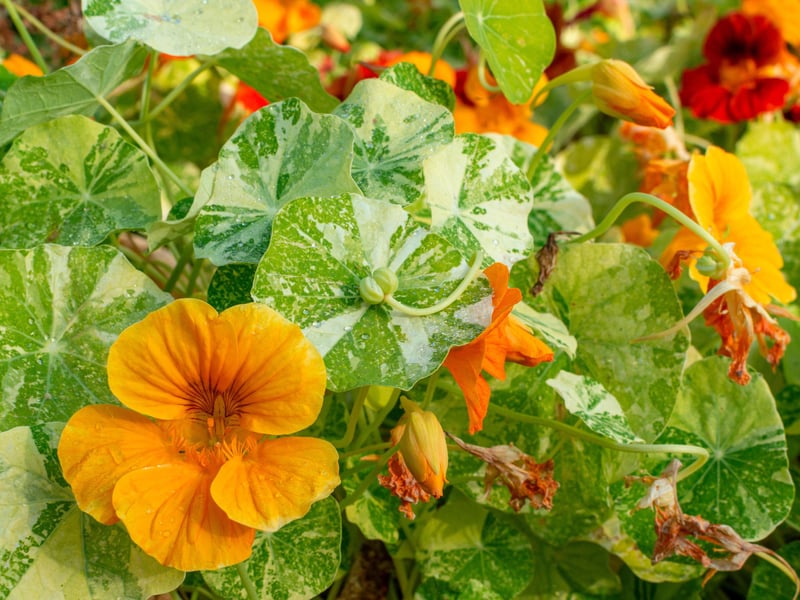 Trailing nasturtiums offer bold, edible blooms in orange, red, and yellow from June to October. Their cascading nature suits baskets well. They thrive in poor soil and sunny locations, and they attract bees, butterflies and other pollinators.