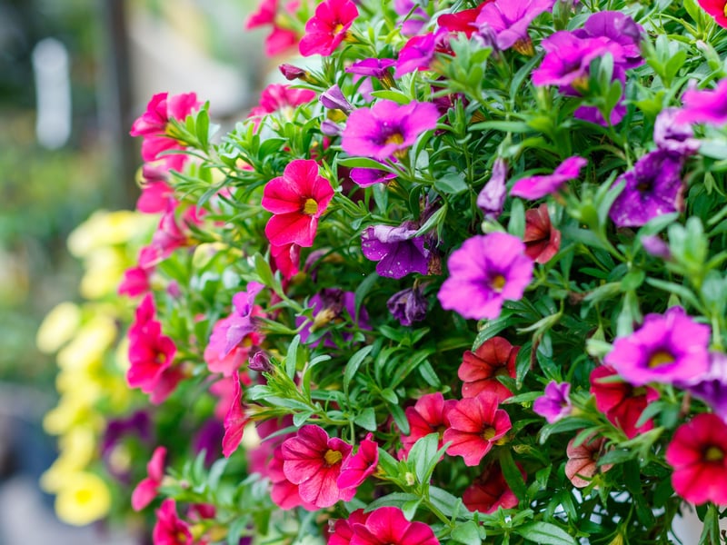 Resembling small petunias, Million Bells (or Calibrachoa, to give them their posh name) flower over a long period from late spring to late autumn. These low-maintenance plants trail well and come in a rainbow of colours. They love sun and tolerate cooler Scottish conditions with good drainage.