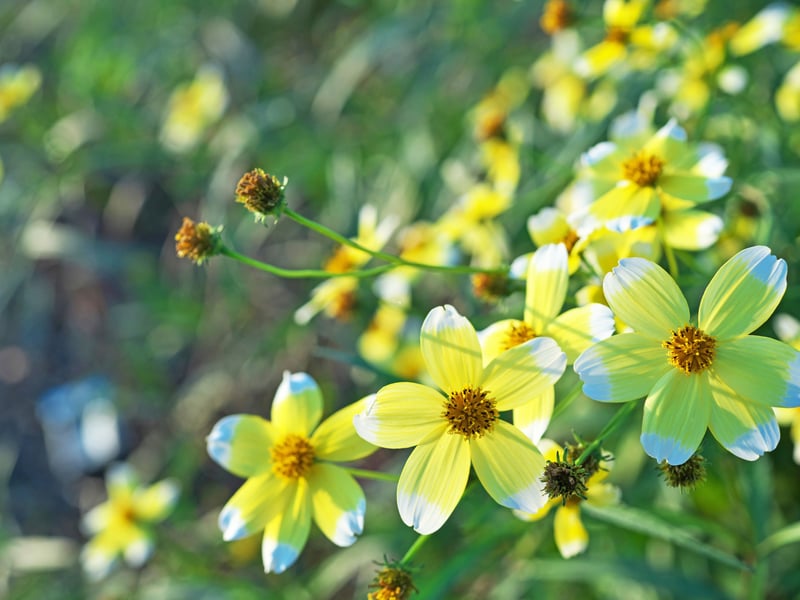 Bidens have golden-yellow daisy-like flowers from late spring through autumn. They trail well and add a bright, sunny touch to baskets. Easy to grow and thrives in full sun with moderate watering.