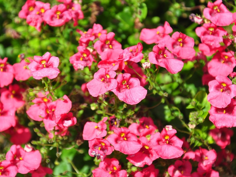 Diascia flowers from late spring to early autumn with small, delicate blooms in shades of pink, apricot, or white. It has a softly trailing habit and prefers full sun and well-drained soil. It's another plant that local bees will thank you for adding to your garden.