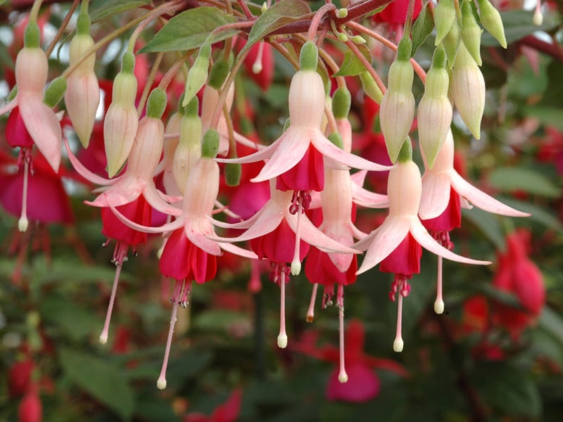 Fuchsias produce vibrant, bell-shaped flowers in shades of pink, purple, and red. Perfect for hanging baskets, they bloom from late spring to autumn. Trailing varieties like ‘Swingtime’ cascade beautifully, and they thrive in cool Scottish summers. Make sure to get the trailing variety for hanging basket.
