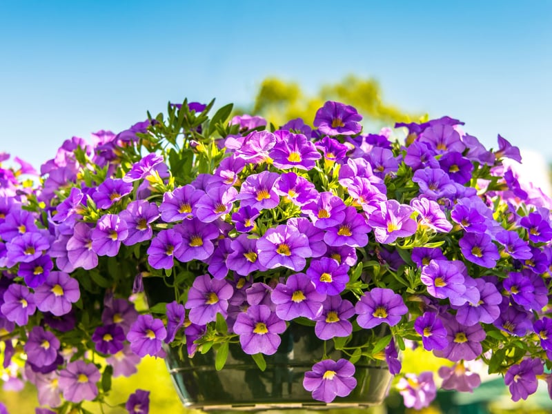 Surfinia Petunias offer bold colour and prolific blooms from May to the first frosts. They prefer sunny Scottish spots and need regular watering. Perfect for a dramatic display spilling over baskets and containers.