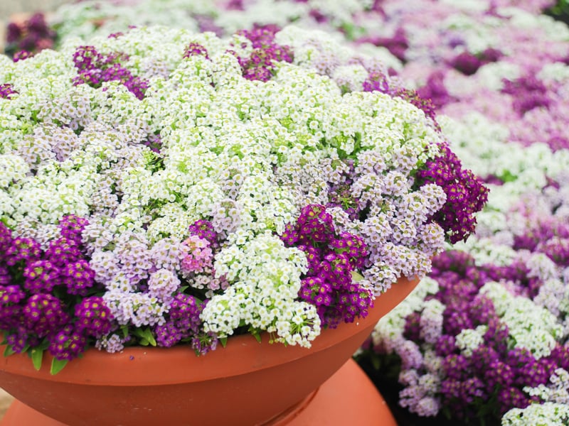 Sweet Alyssum is a low-growing, trailing plant produces tiny, fragrant flowers in white, pink, or purple from June to September. Ideal for edging or spilling over baskets. Prefers full sun and tolerates cooler coastal Scottish conditions.