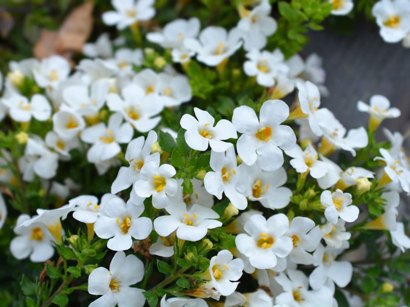 Bacopa produces a multitude of tiny white, pink, or blue flowers from June until the first frost. Its delicate trailing habit makes it ideal for baskets. It thrives in full sun to partial shade and needs consistent moisture - so get your watering can out during rare dry periods in Scotland.