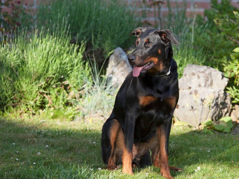 A fairly rare breed in the UK, the Beauceron was originally used to herd animals in its native Central France. Also known as the Bas Rouge, on account of its red 'stockings', its remarkably sensitive sense of hearing means it will be aware of an approaching threat while other dogs are still asleep. 