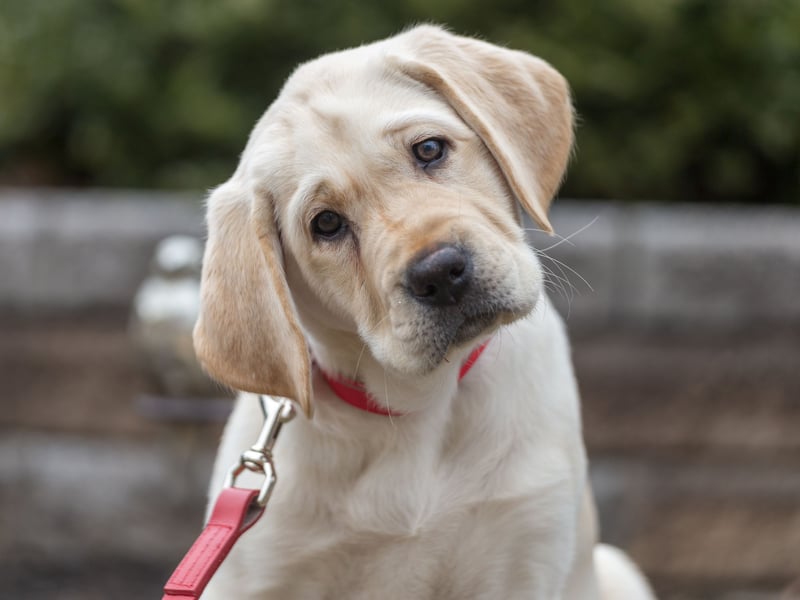 Labrador Retrievers are the UK 's favourite breed of dog - partly due to their friendly disposition. This counts against them as a guard dog though, while their innate greed means that it tends to only take a couple of treats to get around them.