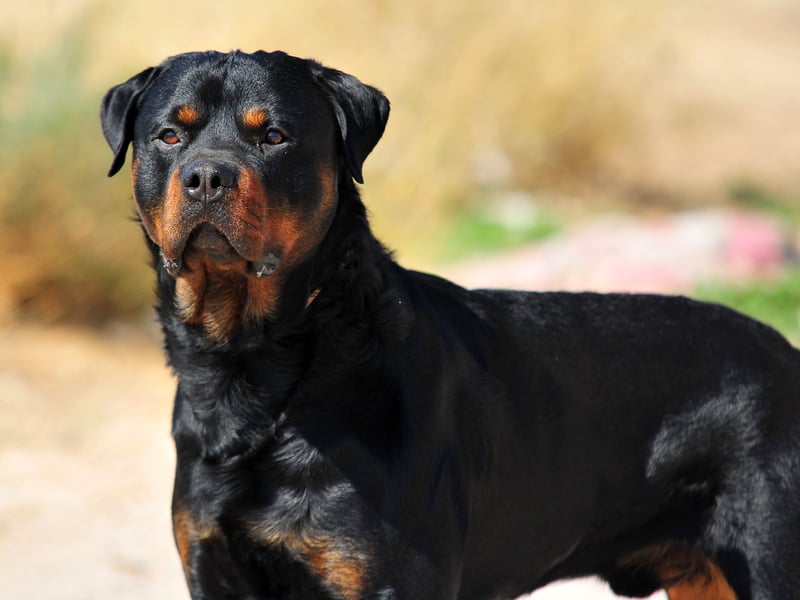 A breed that have, at time, got a bad reputation for being aggressive, a well-bred and trained Rottie will only demonstrate aggression when it, its home or its family are at risk. When not on duty they are calm, confident, loving and playful animals that make great family pets. 