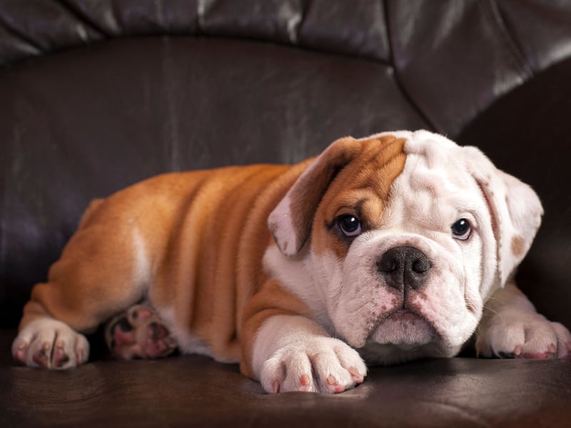 
The English Bulldog's forebears would have been superb guard dogs, but this is a breed that has long since had their aggression bred out of them. Now they are unlikely to even stir from napping on the couch should something untoward be happening.