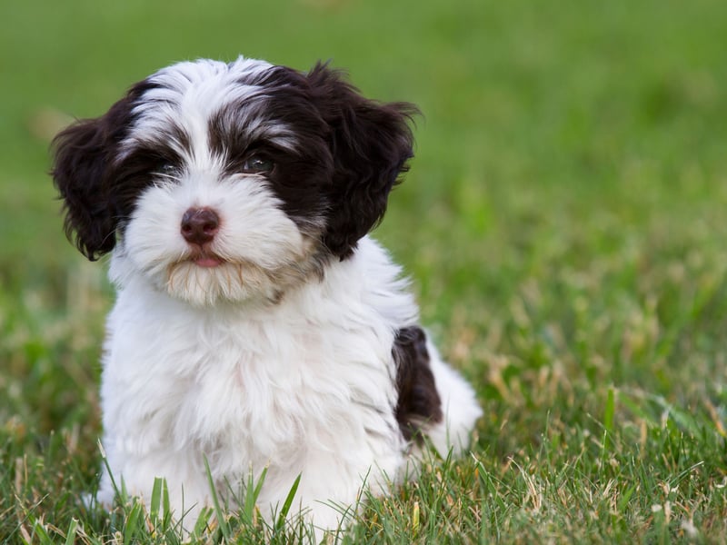 Many small dogs are quite effective at guarding homes, being vocal and potentially aggressive. That's not the case with the Havanese which is one of the least yappy small dogs. It often seems their sole aim in life is to find a lap - any lap - to curl up in.