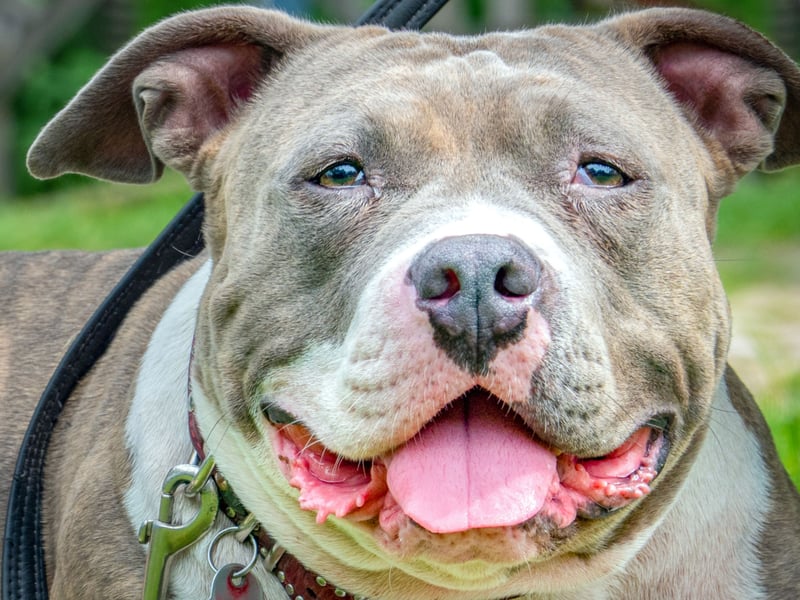 The UK loves a Staffy - they constantly feature in lists of the country's most popular dogs. Another breed originally bred to fight they now make brave, compact, muscular and tenacious guard dogs. They are also incredibly loyal and loving - but if they bite then they'll not be letting go in a hurry. 