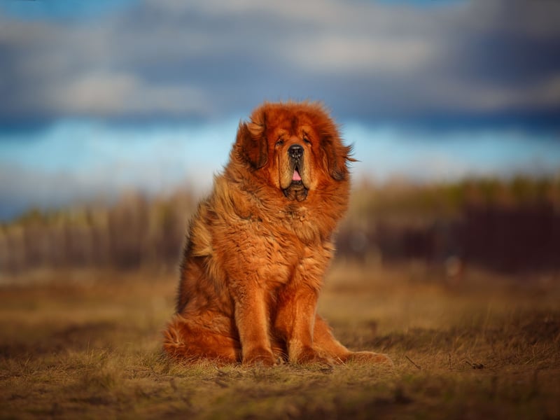 A lion would be a great animal to guard a house, but the authorities take a dim view of postmen being eaten. The next best thing is the luxuriantly-maned Tibetan Mastiff, with their distinctive thick coat designed for cold mountainous climates. Used to guard Tibetan temples in their native country, they will repel unwanted guests with extreme ferocity before cuddling up next to you on the couch. 