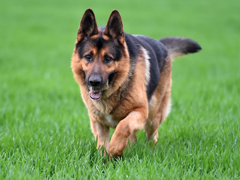 Starting with the best dogs to guard your home and family - and the brest breed for the job. When most people think of a guard dog they are probably picturing a German Shepherd - and for good reason. Popular with the army and police, if one of these dogs don't want you around, you'll quickly know about it. On the flip side, they are also very affectionate dogs who are great with kids.