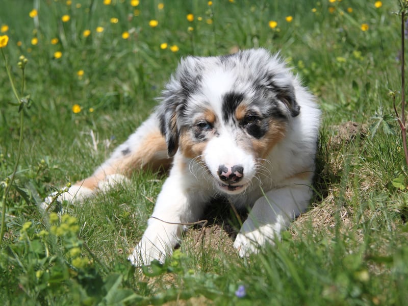 An interesting fact about the Australian Shepherd is that it's not from Australia - having been originally bred in the USA. Wherever it's from, it makes a similarly good guard dog as its German counterpart. It was traditionally bred to herd and protect livestock from predators. That instinct is easily transferred to its home and human family. 