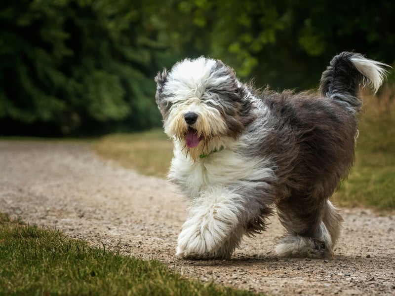 Unless your idea of guarding a home is licking intruders into submission, then the Old English Sheepdog just isn't up to the task. 