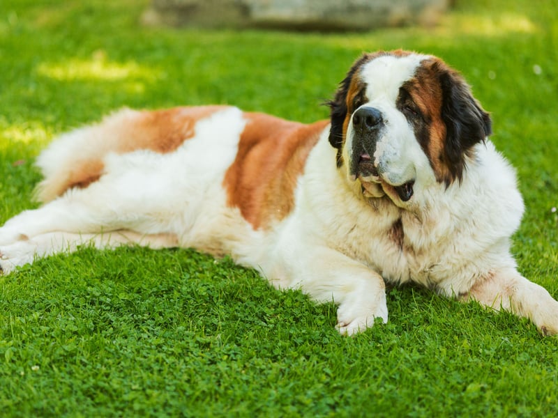 A classic gentle giant, the enormous Saint Bernard may look intimidating but they have less aggression than a tiny Chihuahua (who make surprisingly good guard dogs). Maybe an unwanted visitor might slip up on this dog's drool, but that's about the only resistance they'll typically put up. 