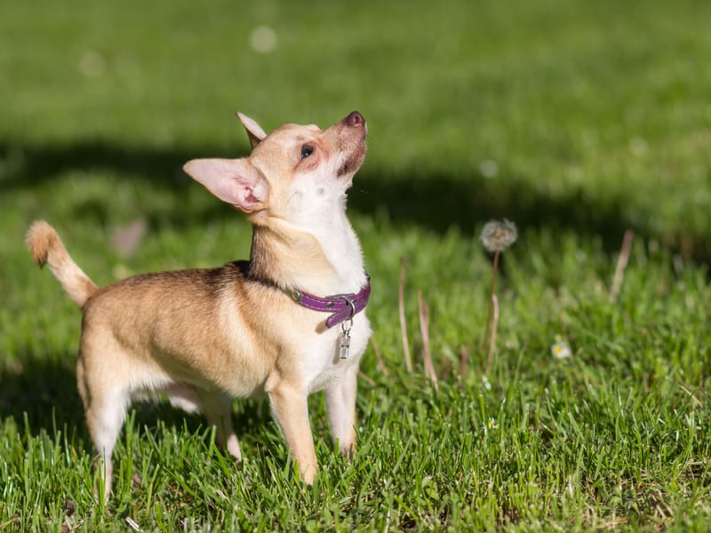 Don't tell the Chihuahua that it's a tiny dog - they THINK they're enormous. Incredibly alert, these cracking watch dogs will be instantly vocal if they feel threatened and can be surprisingly ferocious. This is a dog whose bark is probably as bad as its bite in the right circumstances. 