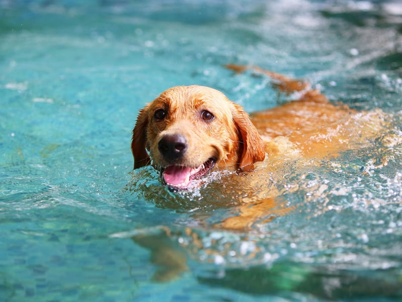 The UK's most popular dog breed, the C was bred to collect shot wildfowl that often landed in the water, so being a good swimmer was crucial. Today Labs are happy to fetch sticks and balls from water for hours on end. 