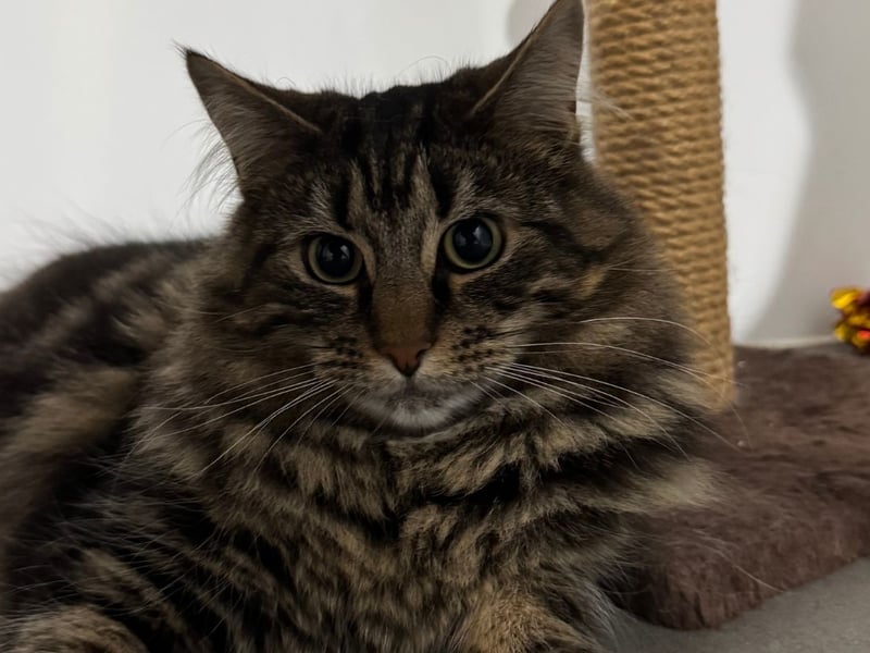 The Stubbington Ark is searching for a loving home for sisters, Tizzy and Shylo. 

Pictured: Shylo