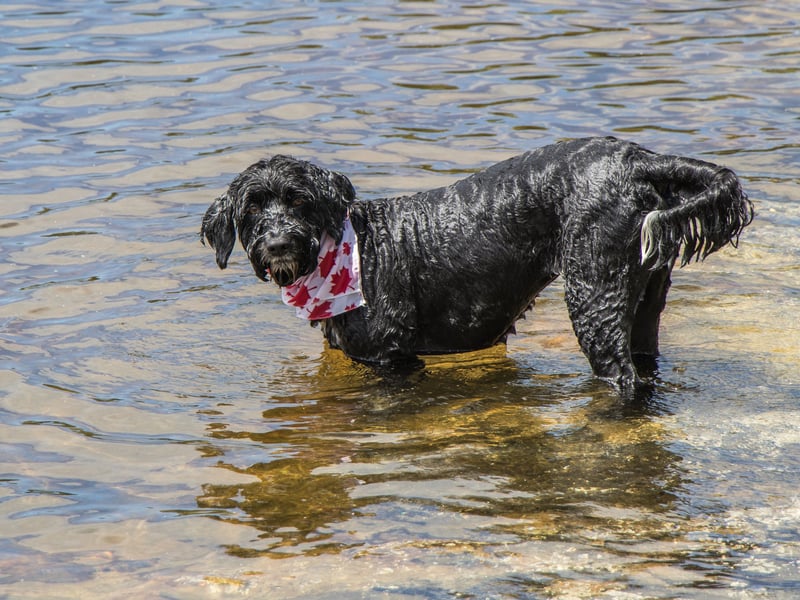 Another breed that has webbed feet perfect for swimming, the Portuguese Water Dog was used by fishermen to herd fish into nets and collect lost equipment from the sea.