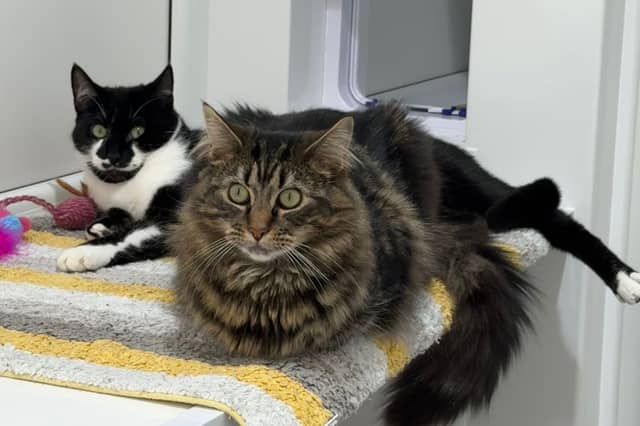 Two gorgeous 1-year-old sisters, Tizzy and Shylo, are searching for their forever home.