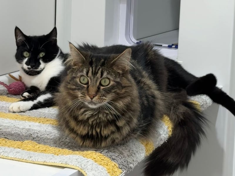 Two gorgeous 1-year-old sisters, Tizzy and Shylo, are searching for their forever home. 