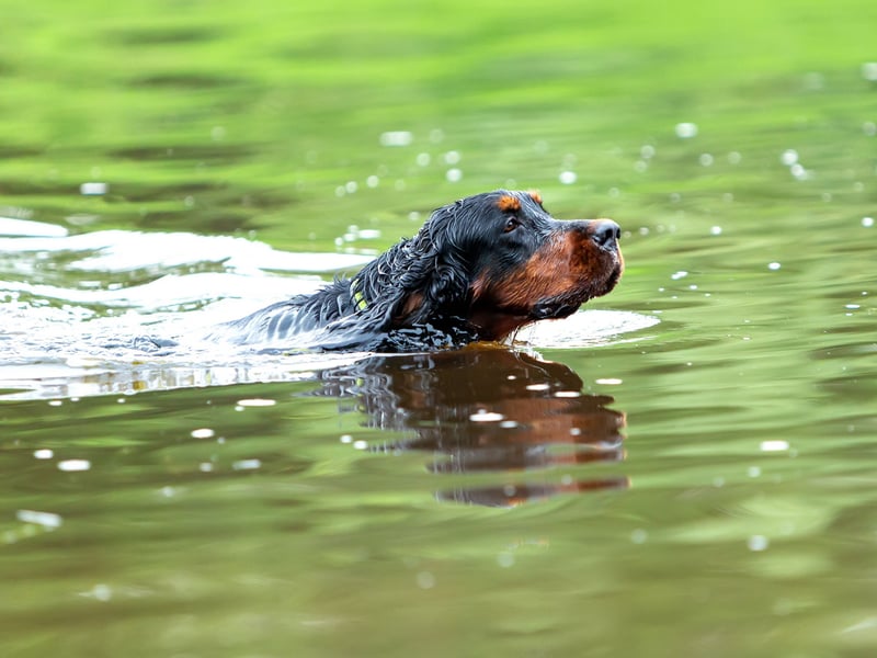 Taking their name from the Duke of Gordon, who established the breed in 19th century Scotland, the Gordon Setter loves long walks and cooling dips in lochs.
