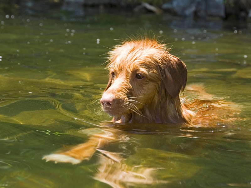 A popular breed in its native Canada, the water-loving Nova Scotia Duck Tolling Retriever has a unique ability to lure ducks into the sights of a hunter. They'll then happily jump into the lake to retrieve the doomed waterfowl. 