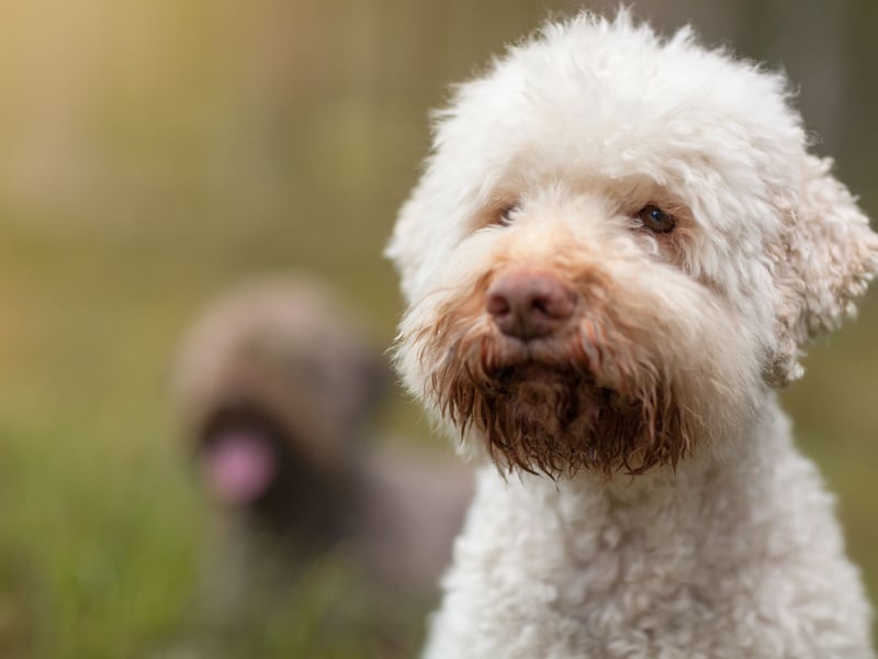 An ancient breed though to be the canine from which all water dogs are descended, the Lagotto Romagnolo is now prized for its ability to sniff out precious truffles.