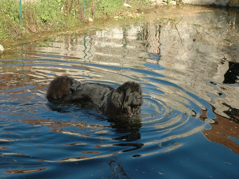 Another Canadian breed at home on the coast, the Newfoundland has a talent for rescuing people from the water. As family pets they enjoy playing in the sea and are still potential lifesavers. 