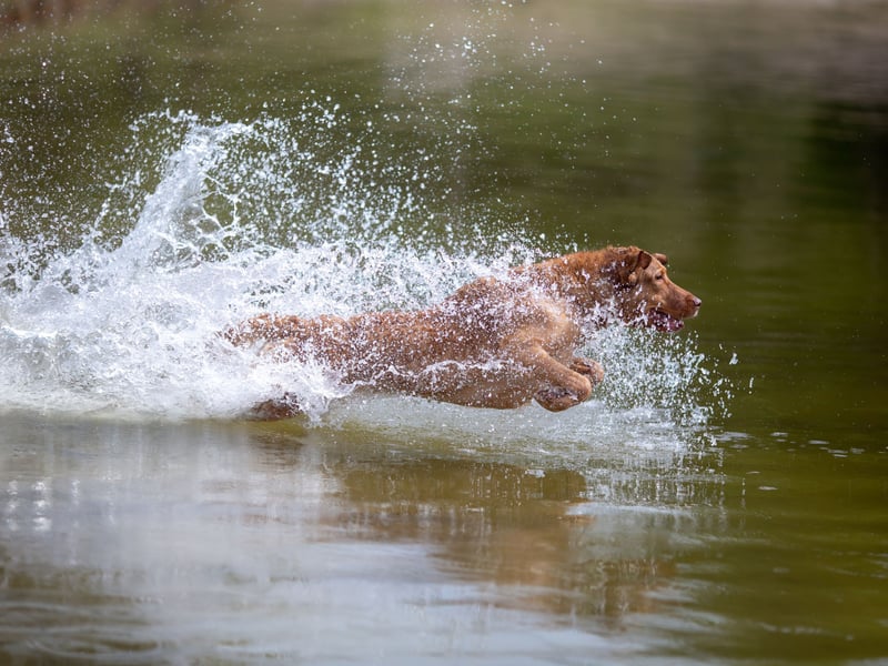 Chesapeake Bay Retriever, often known as 'Chessies', have an oily double-coat that retains heat and is water-resistant - perfect for long swims in cold water. They can happily spend hours in the sea, a lake or a river.