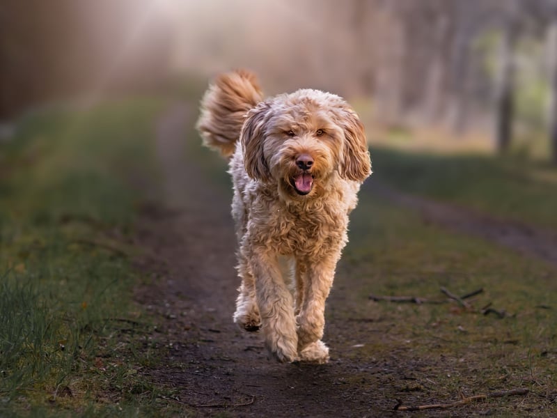 An incredibly rare breed, the Otterhound was, as its name suggests, used to hunt otters in Britain until the practice was outlawed in 1978. An exceptionally strong swimmer, they even have webbed feet for extra speed in the water. 