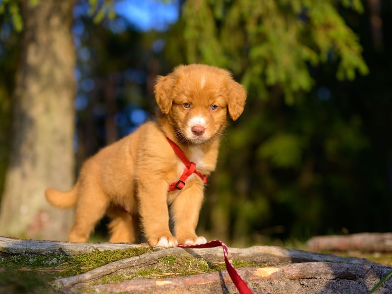 Small but mighty, Tollers use webbed feet to chase and retrieve waterfowl. They have boundless energy, high intelligence, and a thick coat built for cold-water hunting.
