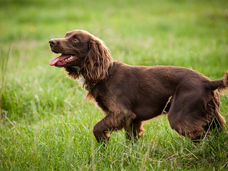 Field Spaniels have webbed feet to aid in navigating wet, marshy terrain. This medium-sized breed loves water and combines an affectionate nature with solid hunting instincts.