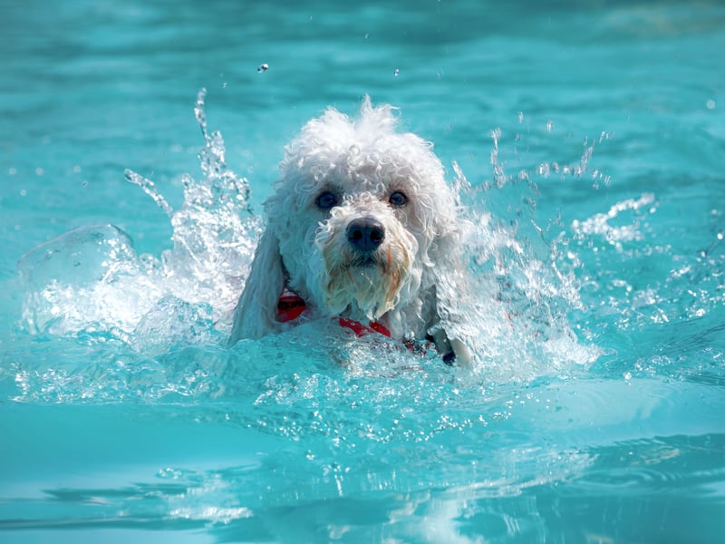 Many new Poodle owners are amazed by how much their pet likes swimming. It shouldn't be a shock though, as the breed's name derives from the German word 'pudl', which means 'to splash in water'. 