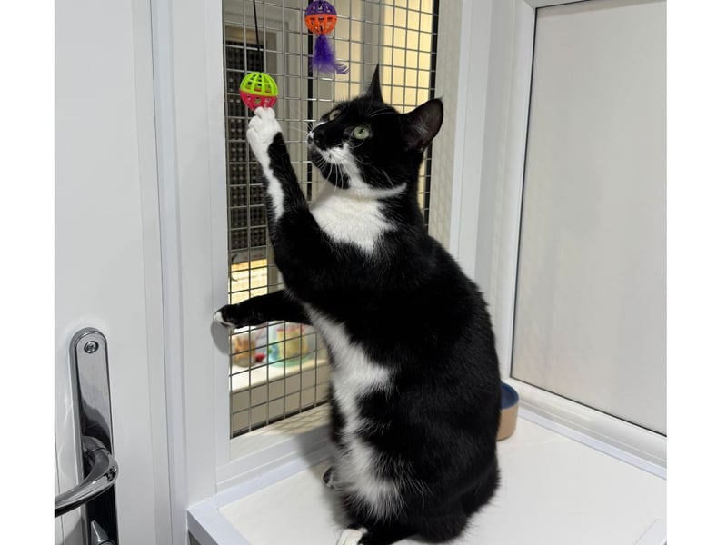 The Stubbington Ark is searching for a loving home for sisters, Tizzy and Shylo. 



Pictured: Tizzy 