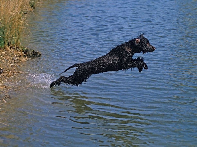 These curly-coated dogs are expert swimmers with great stamina. Known for their buoyant build and unique 'rat tail' (which you can see clearly in this picture) they retrieve game from water effortlessly and enjoy water play year-round.