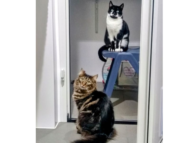 Two gorgeous 1-year-old sisters, Tizzy and Shylo, are searching for their forever home. 