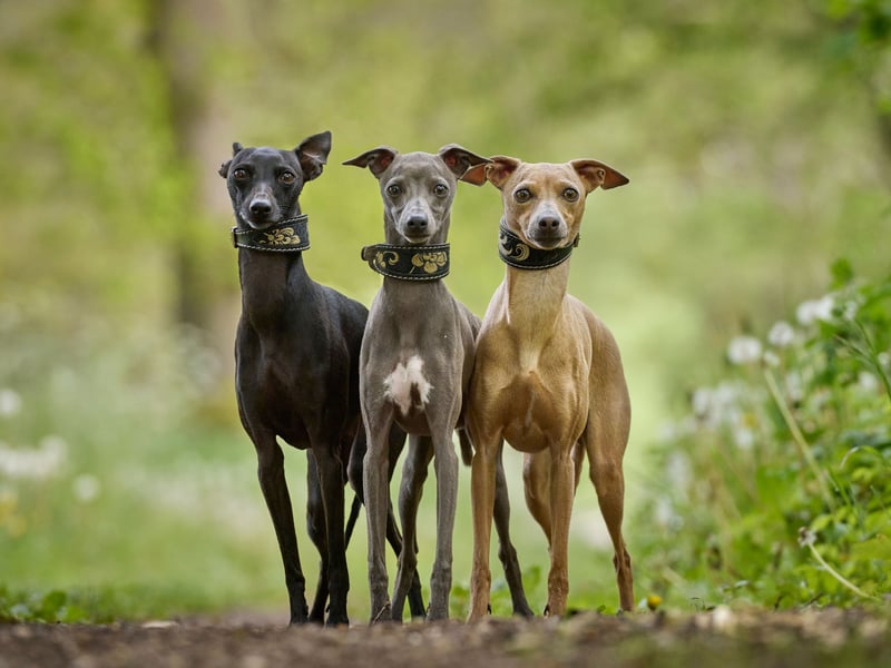 Whippets are a slightly strange mix - a dog that loves to run but who also adore napping much of the day away. They have a natural attachment to people and are very friendly, particularly with children and visitors to their home.