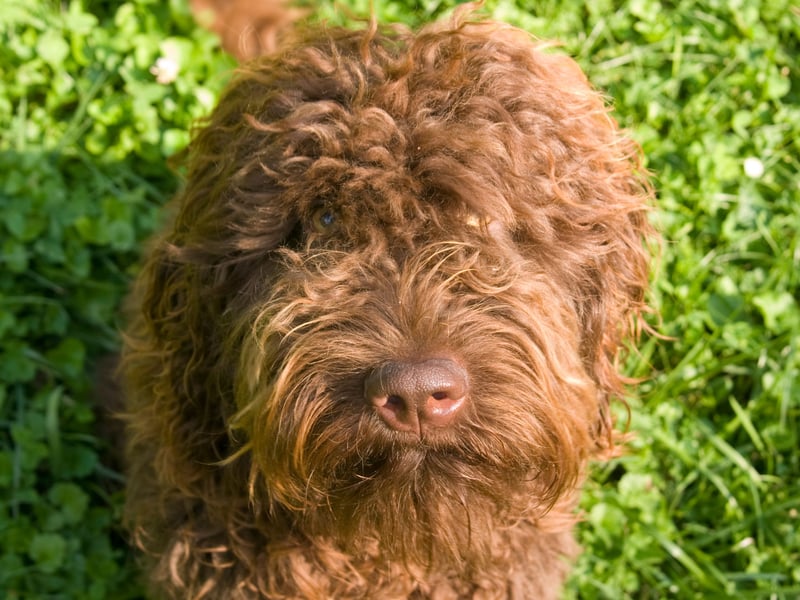 A rare French breed, the Barbet is a natural swimmer with a dense, curly coat and webbed feet. They’re playful, energetic, and happiest when jumping into lakes or ponds.