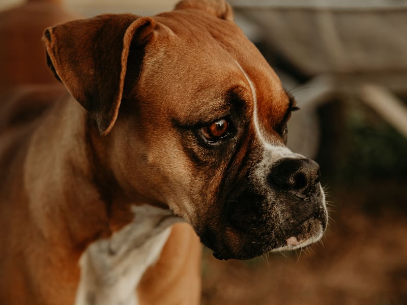Instinctively protective towards their owners, the Boxer just adores human affection, making for an instantly adorable pet. They are also great with children and need very little grooming.