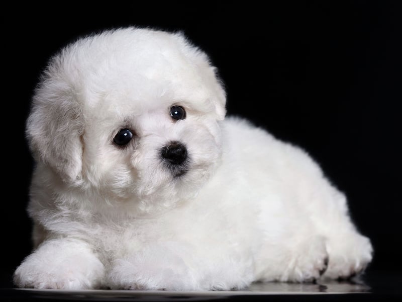 Ideal for those living in a city flat who are looking for a first dog, the Bichon Frise is a cloud-like bundle of fun that is dedicated to its owner by default. They only need moderate exercise so a local park will do them fine most of the time. The only challenge is that, unless you're handy with a pair of clippers, they will need regular trips to the groomer to keep their coats immaculate.