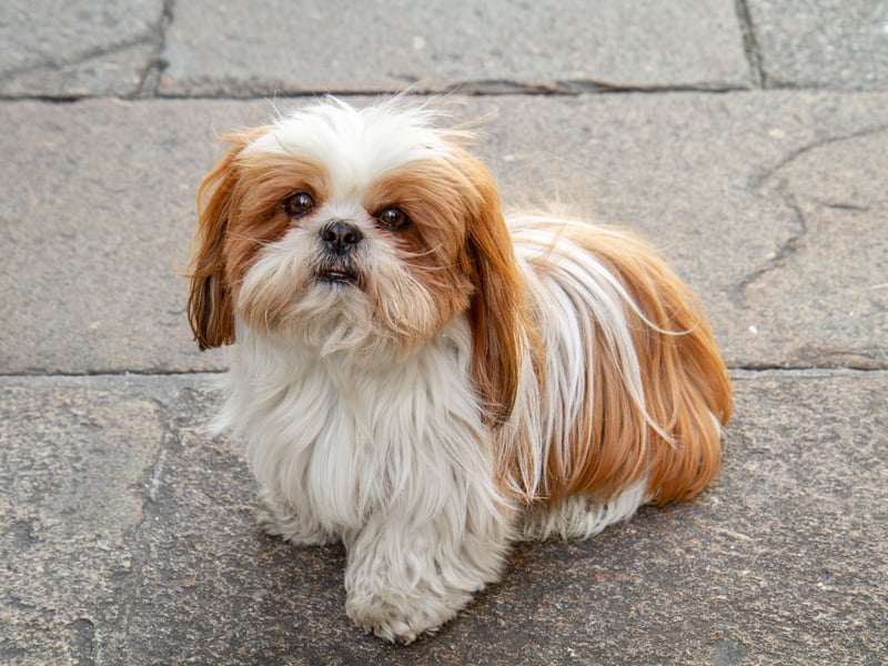 A perfect first pet for somebody looking for a house dog, the Shih Tzu is a friendly breed that needs little in the way of space or exercise. They are also highly intelligent and easy to train.