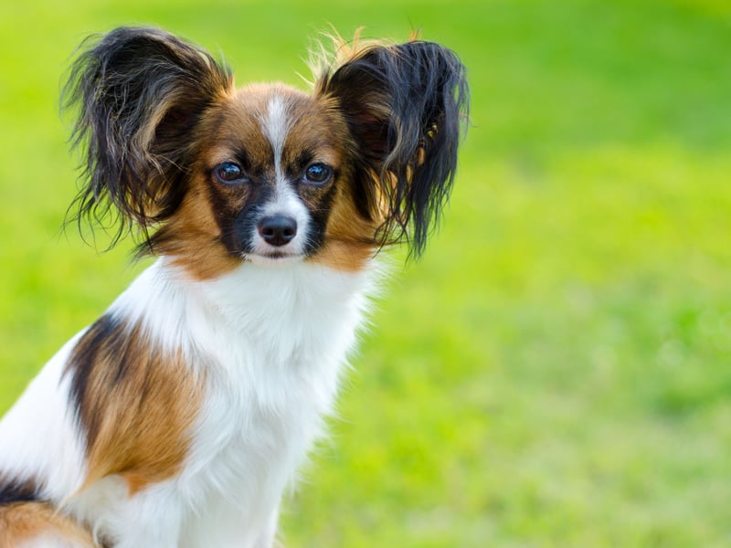 The Papillon is arguably the best small dog breed for new dog owners - particularly those with limited space. They are friendly and happy dogs, who are demonstrative and show very little aggression.
