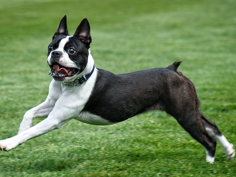 Compact and charming, Boston Terriers are low-maintenance and affectionate. They’re playful but not hyperactive, and their short coat requires minimal grooming - perfect for busy new dog owners.