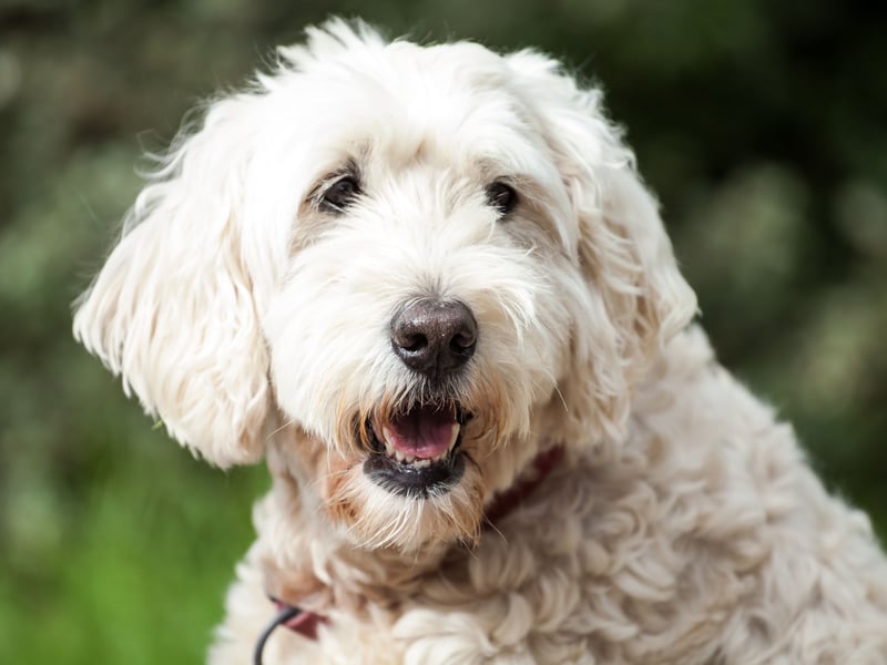 Adaptable to city, country or suburban life, the Soft Coated Wheaten is medium-sized breed of dog that is more easygoing that many of their terrier cousins. They need a decent amount of daily exercise and make a great first-time dog for a family.