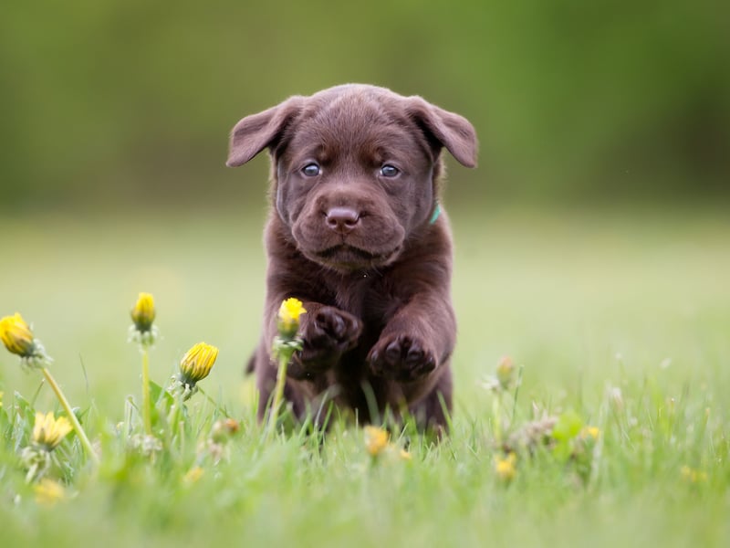 The most popular dog in the Britain is also a pretty good choice for a first time owner. The Labrador Retriever has the perfect combination of brains, beauty and friendliness. It should be noted though that they need regular exercise and don't like being left alone for long periods of time. 