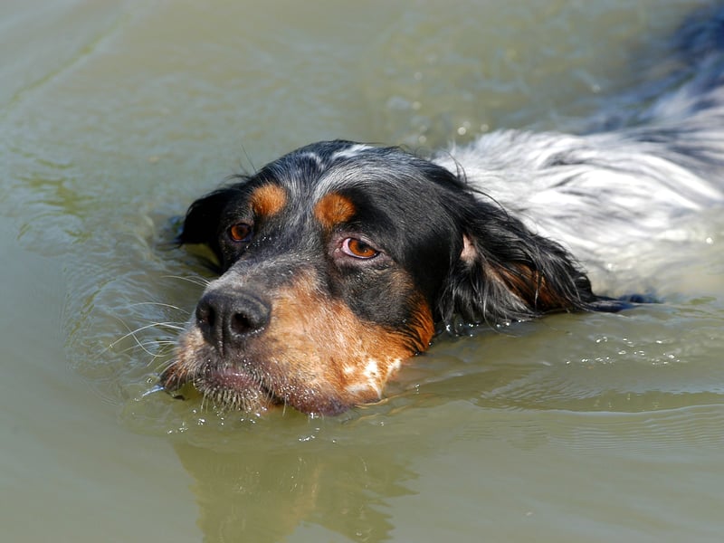 Though better known as a bird dog, English Setters enjoy swimming and are strong, graceful in water. Their energy, endurance, and love of outdoor play translate well to aquatic settings.