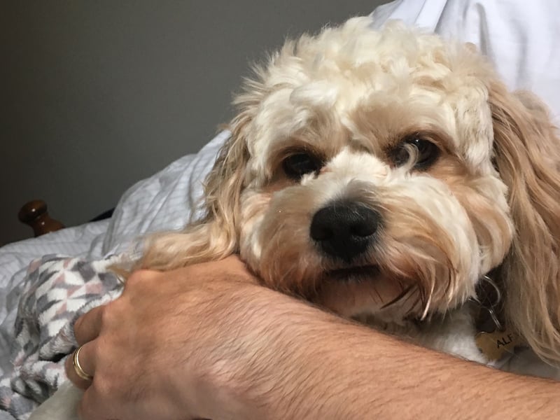Tying with the Cockapoo in third place are another crossbreed - the Cavachons (a mixture of Cavalier King Charles Spaniel and Bichon Frise - again, not a pedigree pup). They have fairly high energy levels but a quick walk around the block before bedtime should make sure they sleep through. 