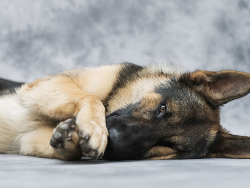 Naturally alert guard dogs, the German Shepherd is also a big shedder, and would be happier protecting you from outside the bedroom door rather than in your bed. 