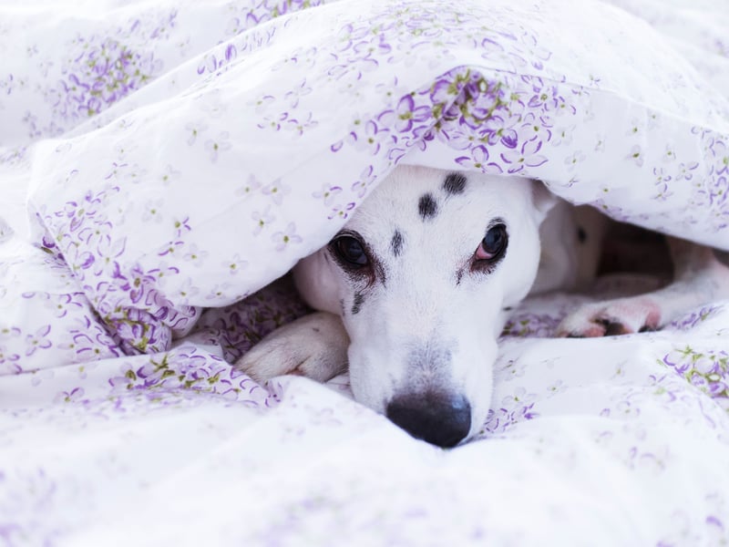 Completing our list is the spotty Dalmation. They are likely to leave you unrested by barking and fidgeting through the night. 